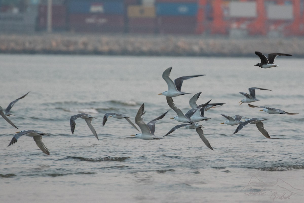 Great Crested Tern - ML635530504