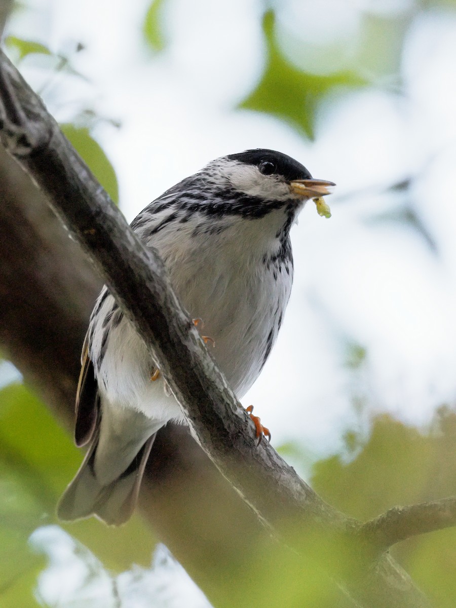 Blackpoll Warbler - ML635530544