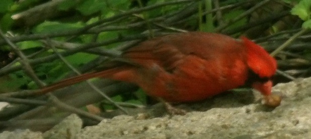 Northern Cardinal - ML635530561