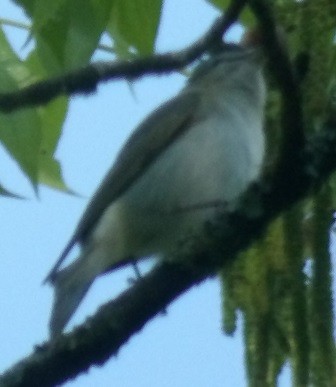 Red-eyed Vireo - ML635530591