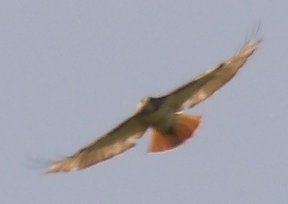 Red-tailed Hawk - ML635530609