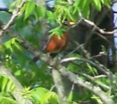 American Robin - ML635530629