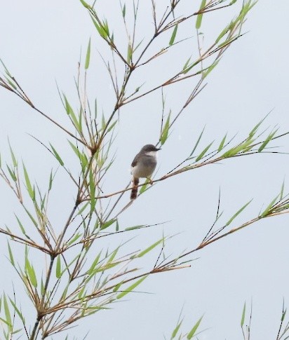 Gray-breasted Prinia - ML635530726