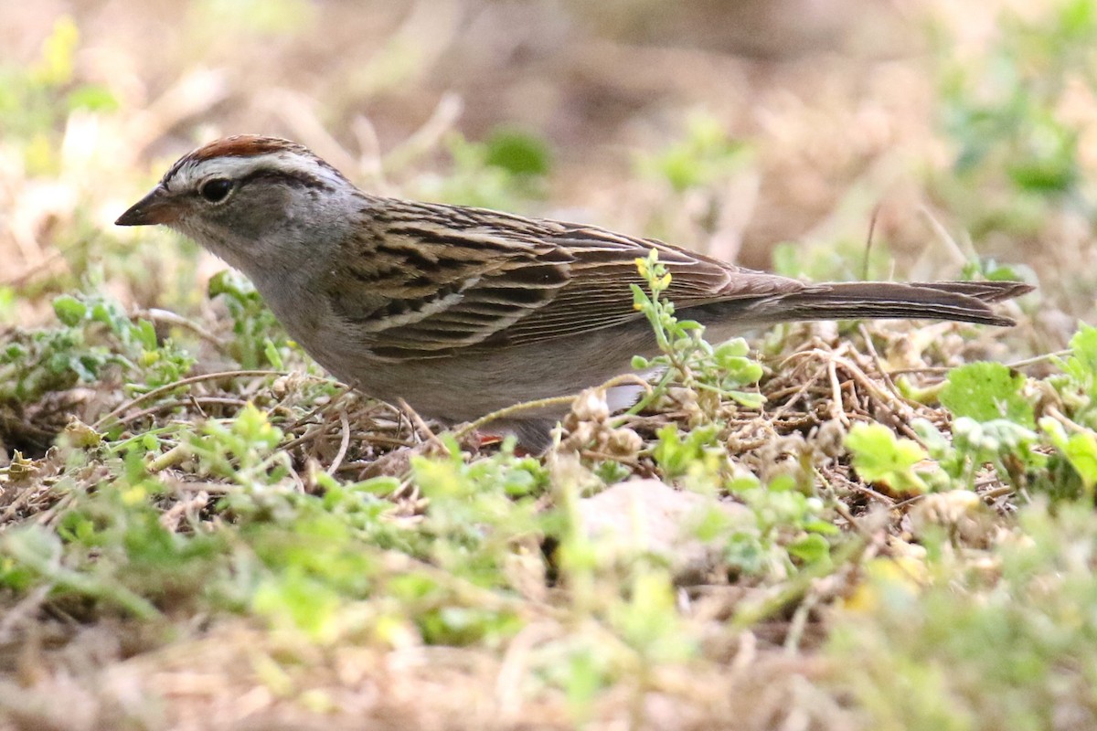 Chipping Sparrow - ML635530848