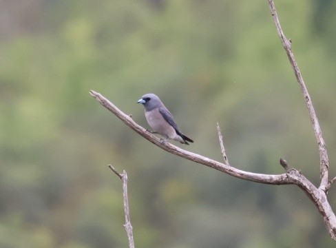 Ashy Woodswallow - ML635530939