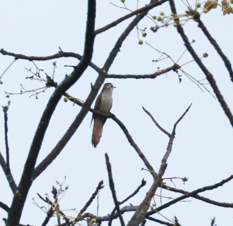 Banded Bay Cuckoo - ML635531074