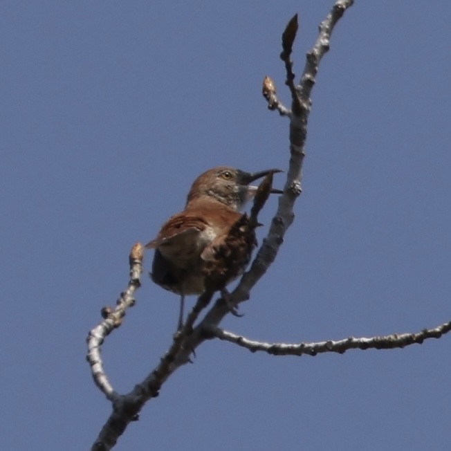 Brown Thrasher - ML635531133