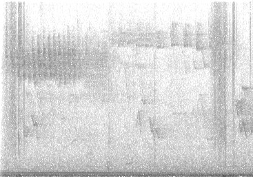 Brewster's Warbler (hybrid) - ML635531152