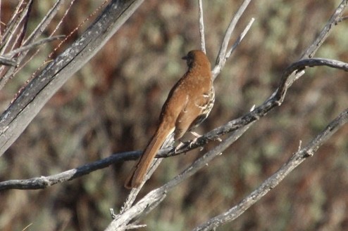 Brown Thrasher - ML635531164