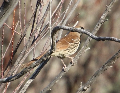 Brown Thrasher - ML635531165