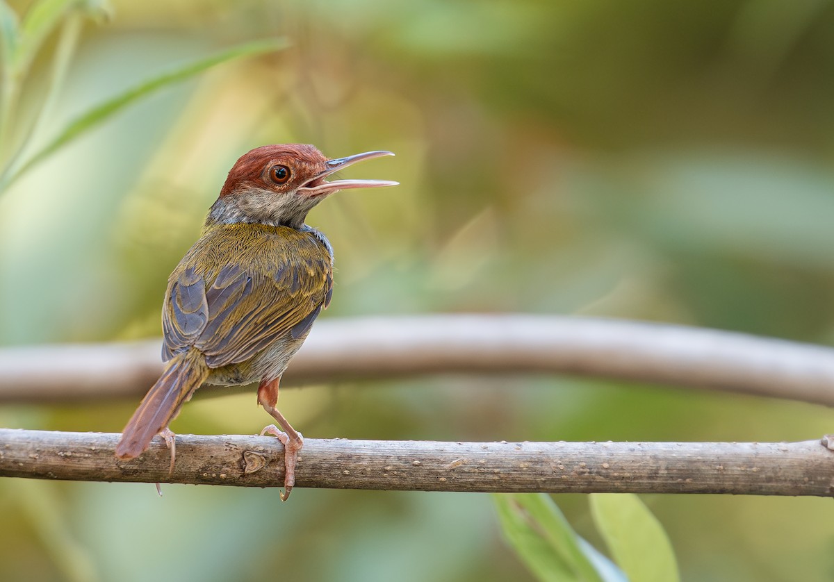 Green-backed Tailorbird - ML635531190
