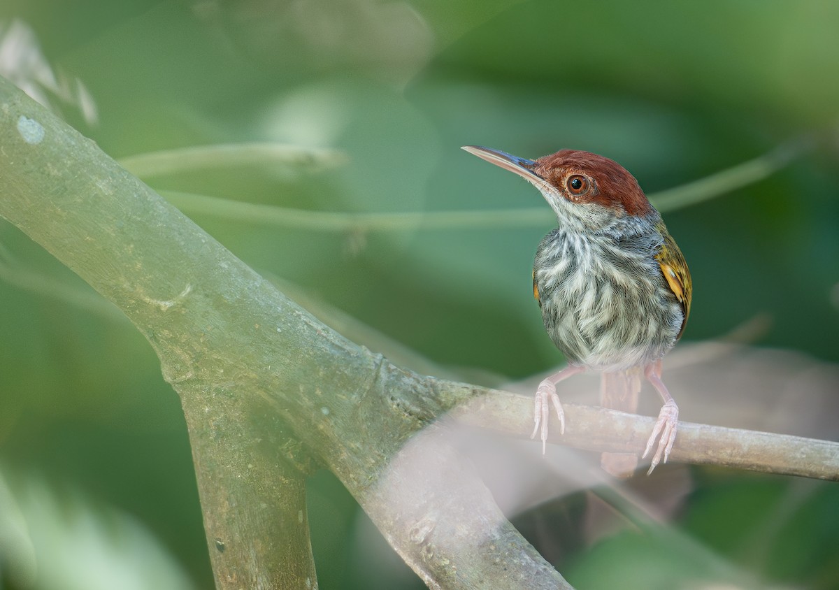 Green-backed Tailorbird - ML635531191