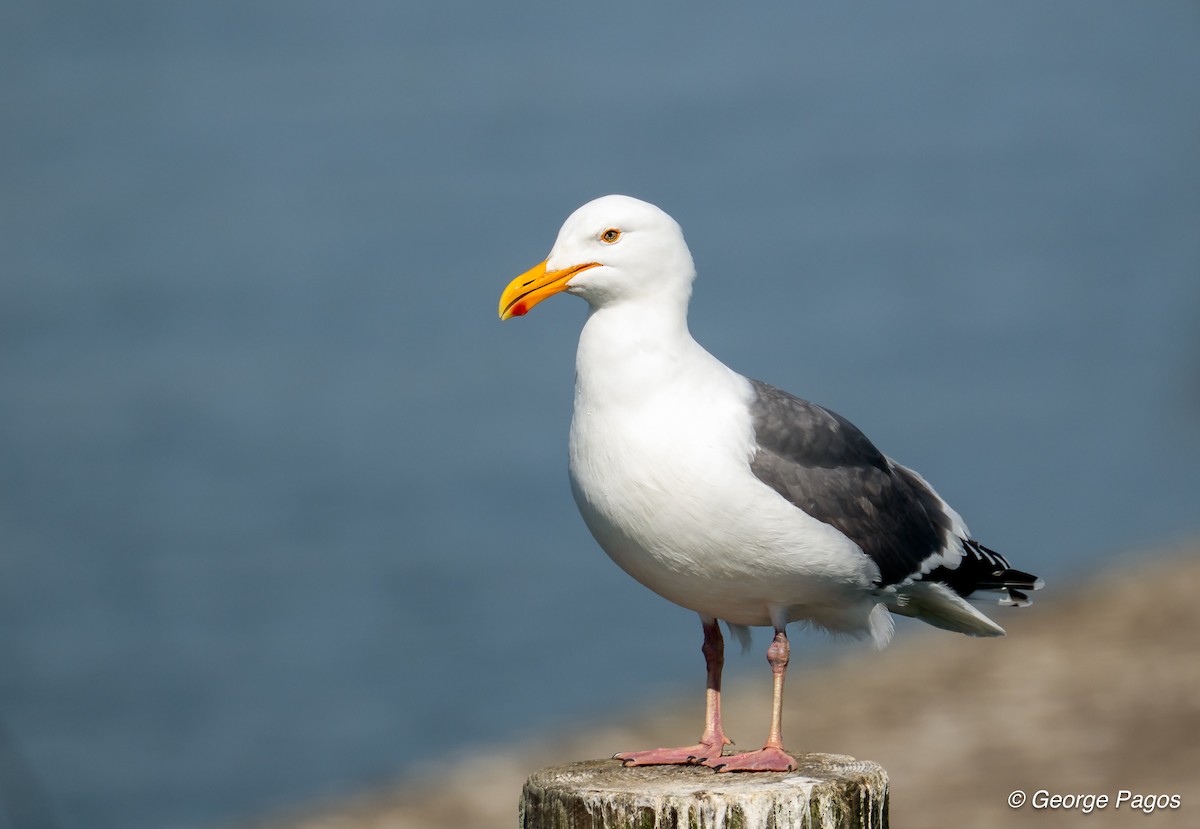 Western Gull - ML635531235
