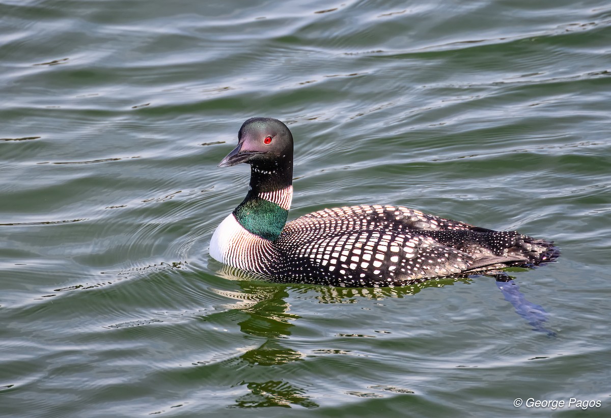 Common Loon - ML635531271