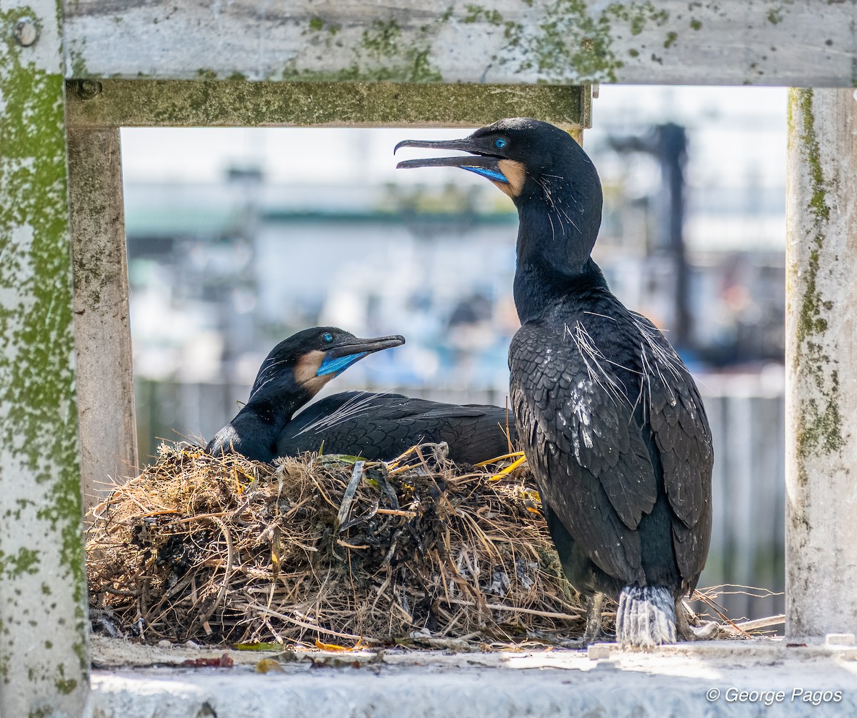 Brandt's Cormorant - ML635531312