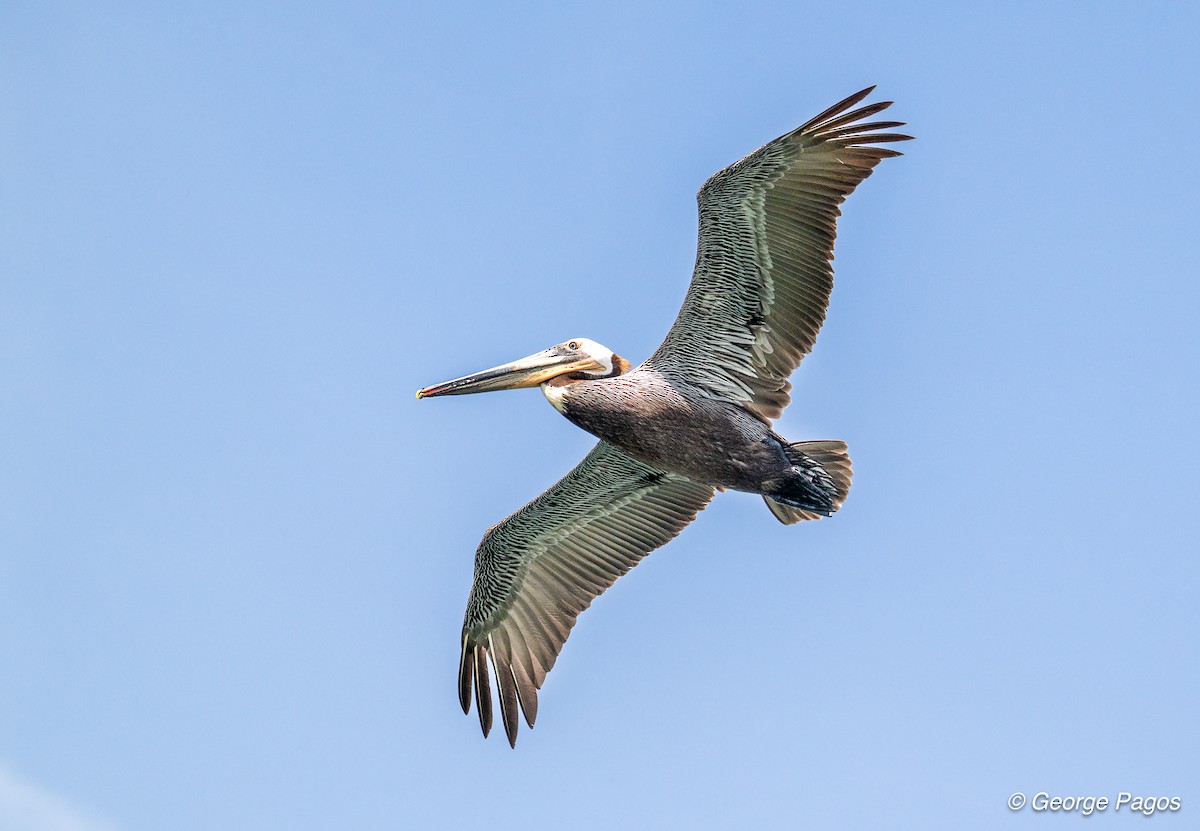 Brown Pelican - ML635531388