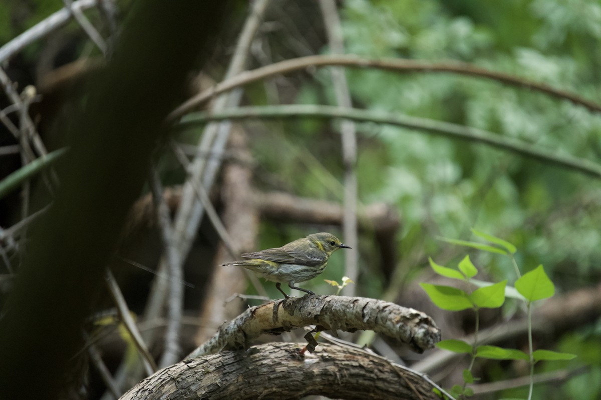 Cape May Warbler - ML635531476