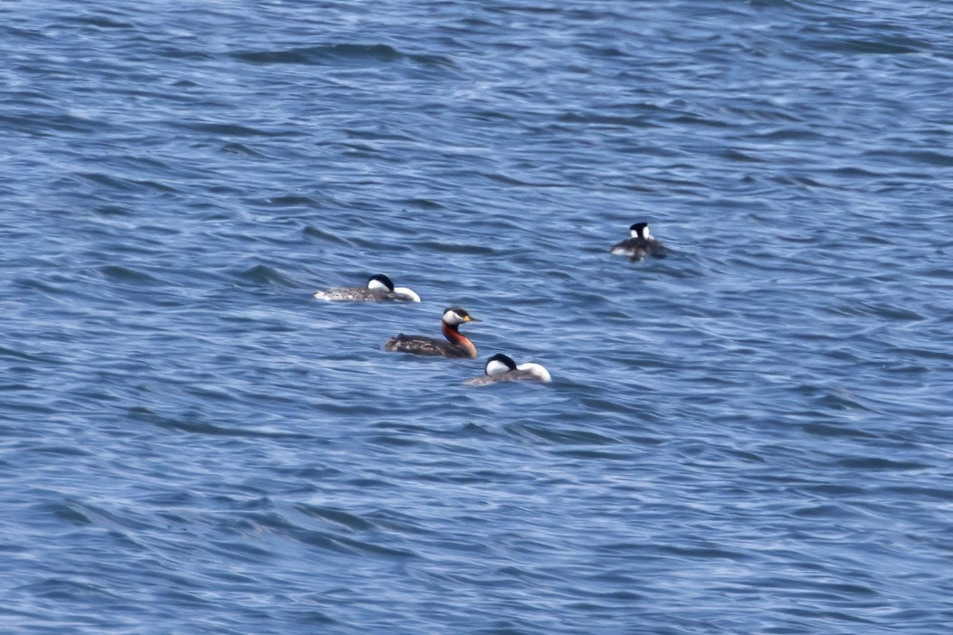 Red-necked Grebe - ML635531516