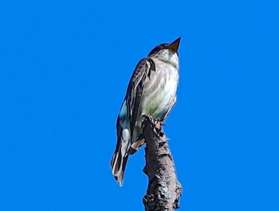 Olive-sided Flycatcher - ML635531566