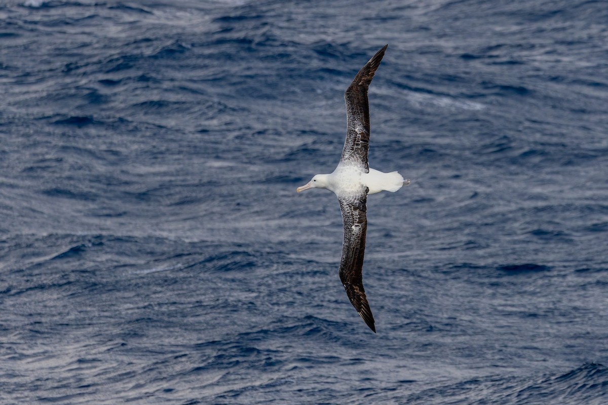 kongealbatross - ML635531641