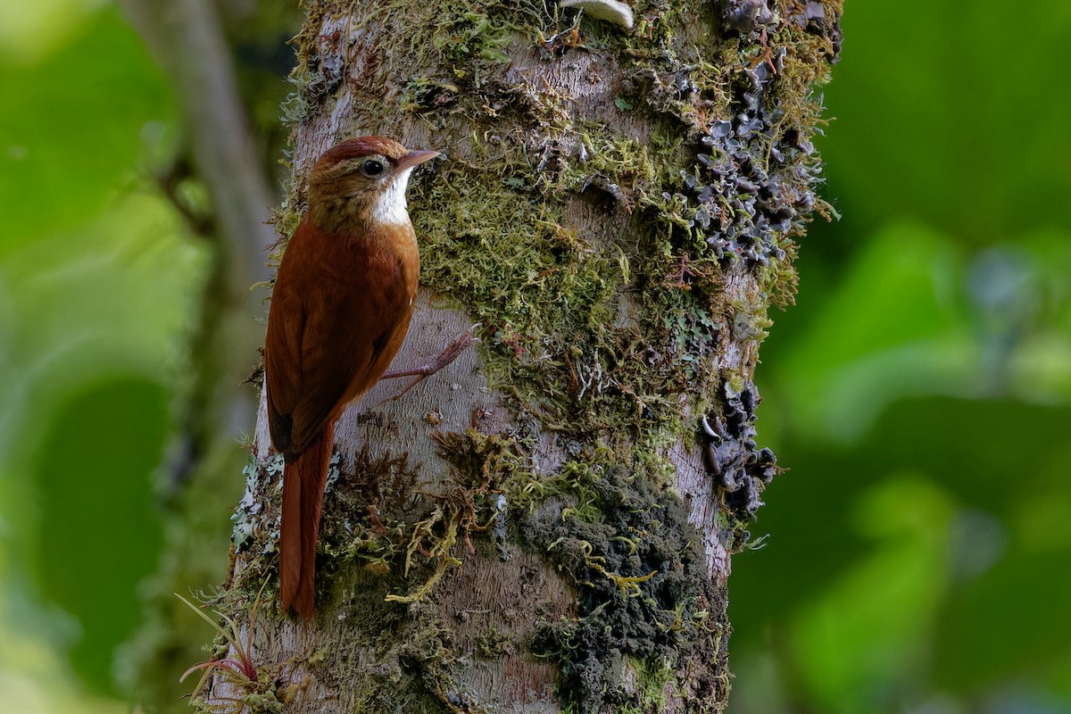 Ruddy Treerunner - ML635531659