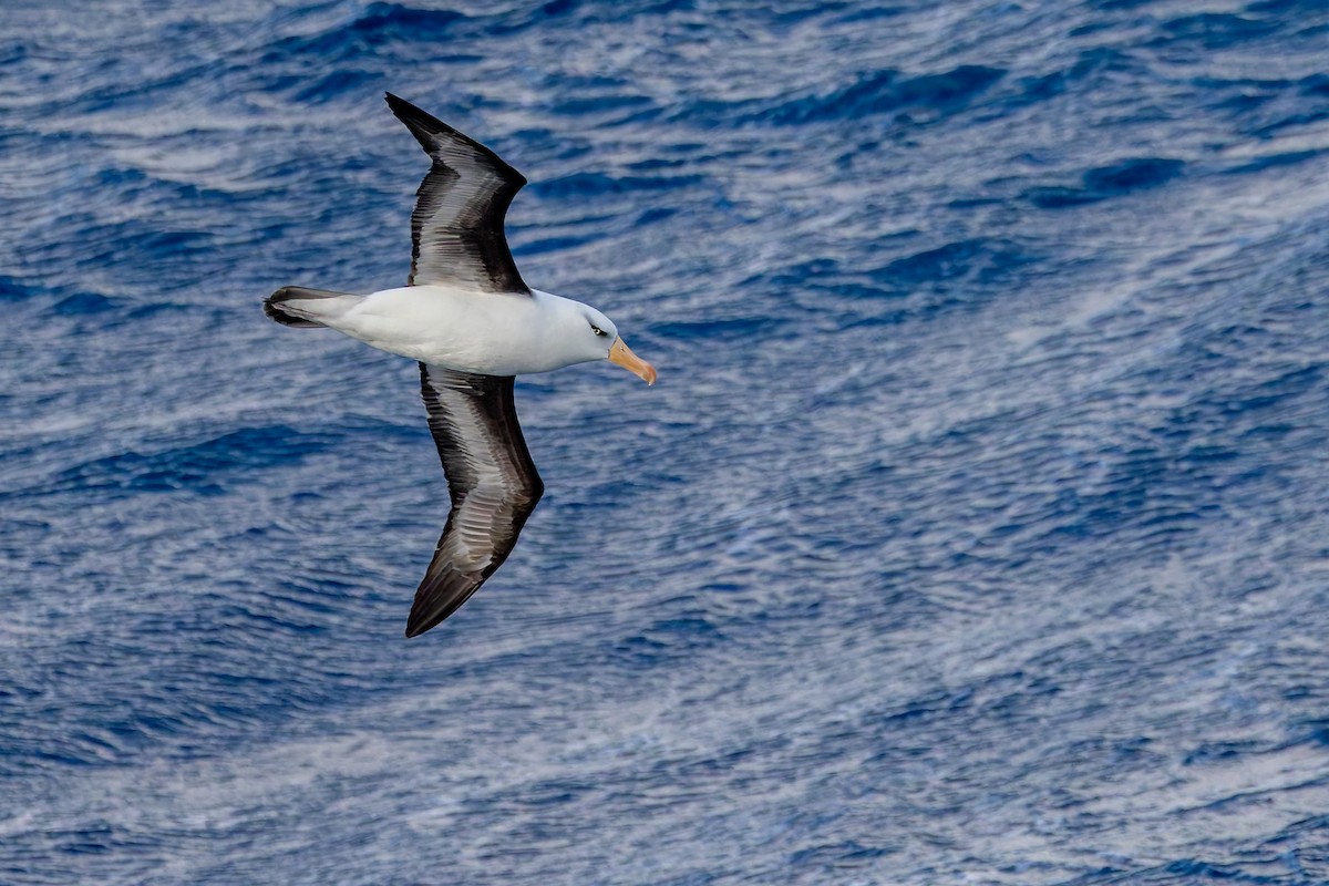 svartbrynalbatross (impavida) - ML635531670