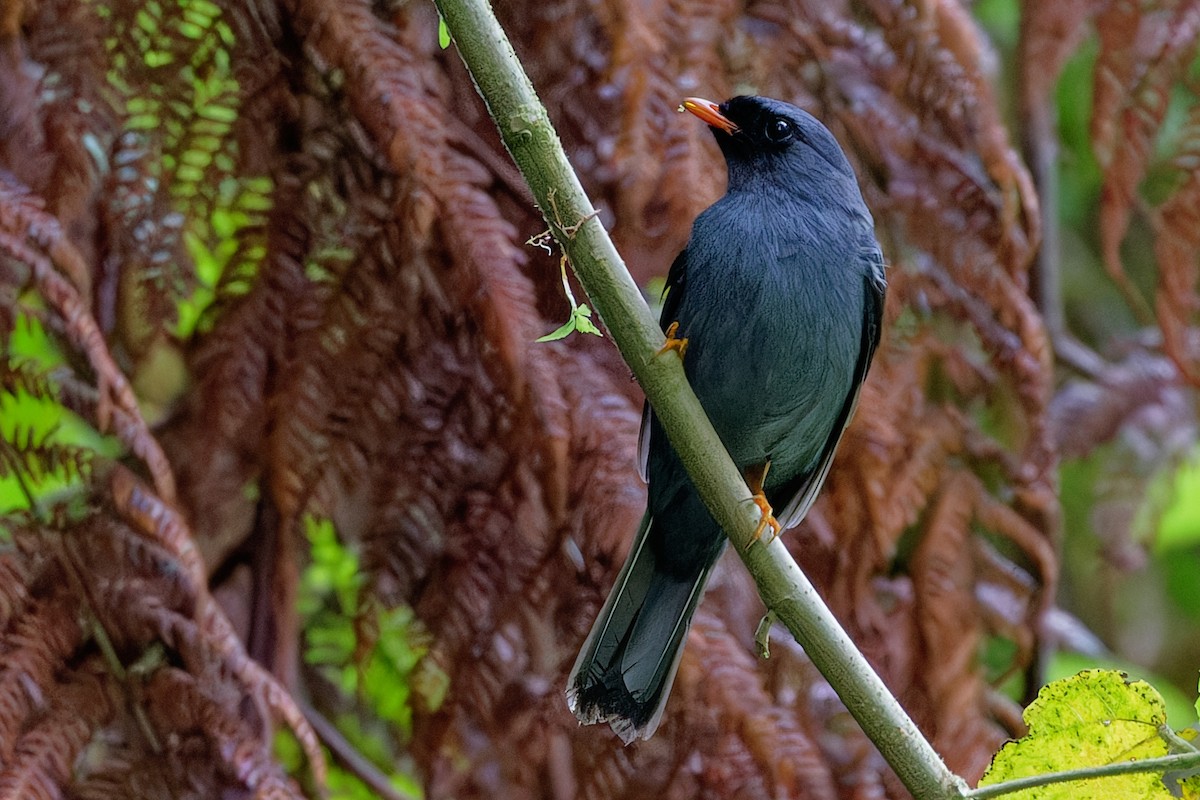 Black-faced Solitaire - ML635531680