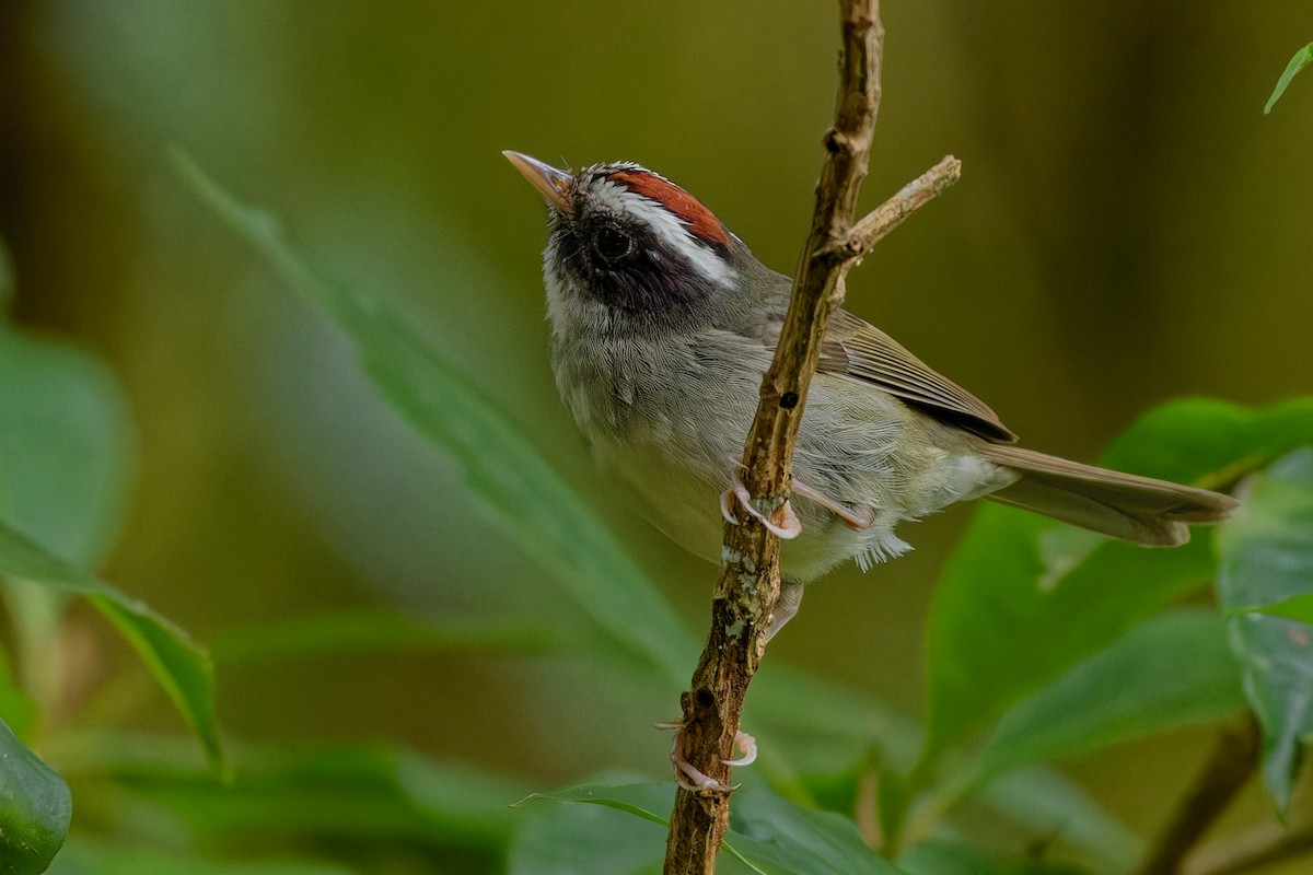 Black-cheeked Warbler - ML635531724