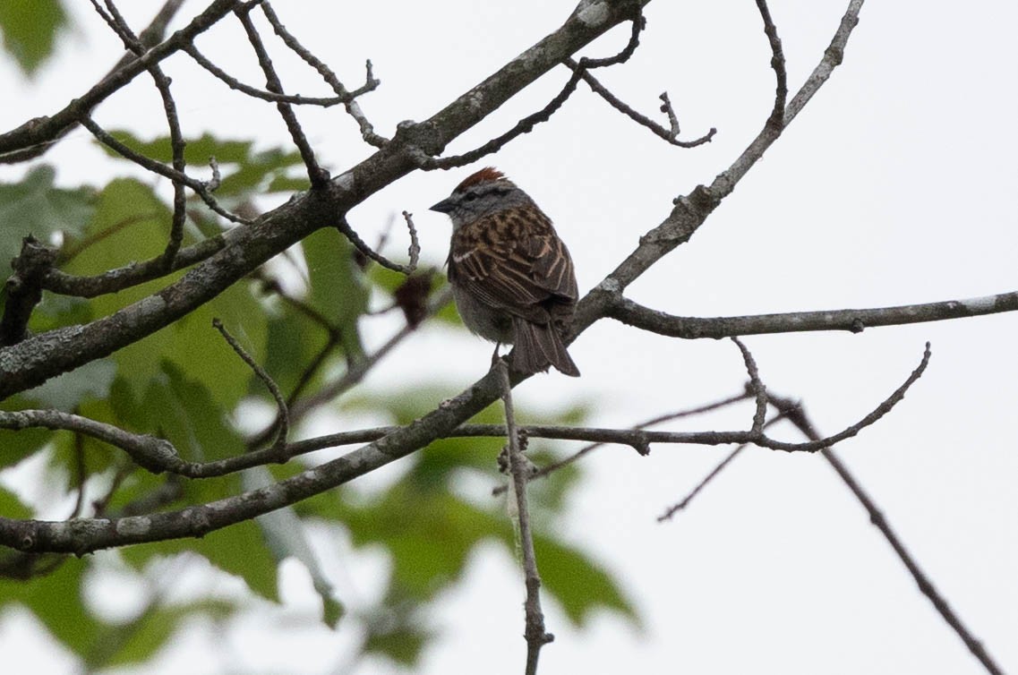 Chipping Sparrow - ML635531827
