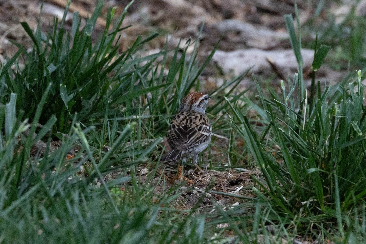 Chipping Sparrow - ML635531828