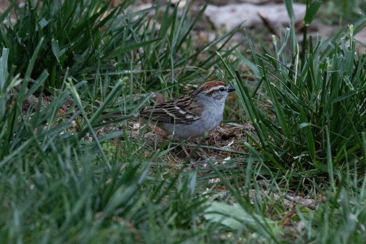Chipping Sparrow - ML635531829