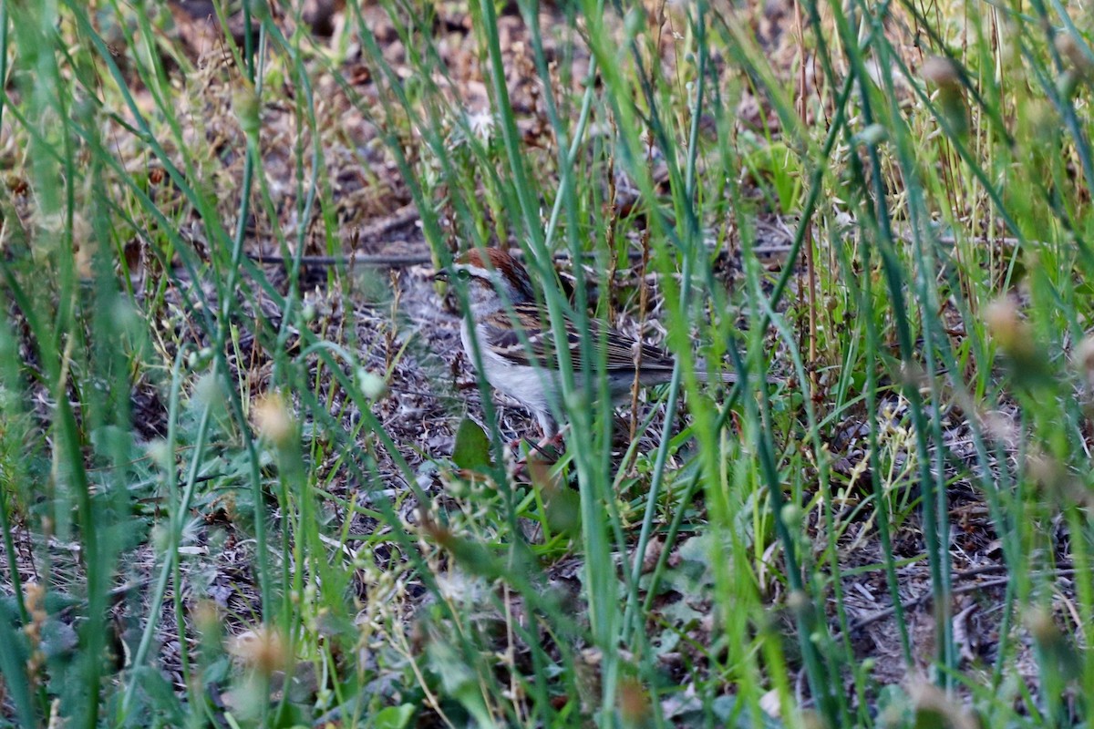 Chipping Sparrow - ML635531838