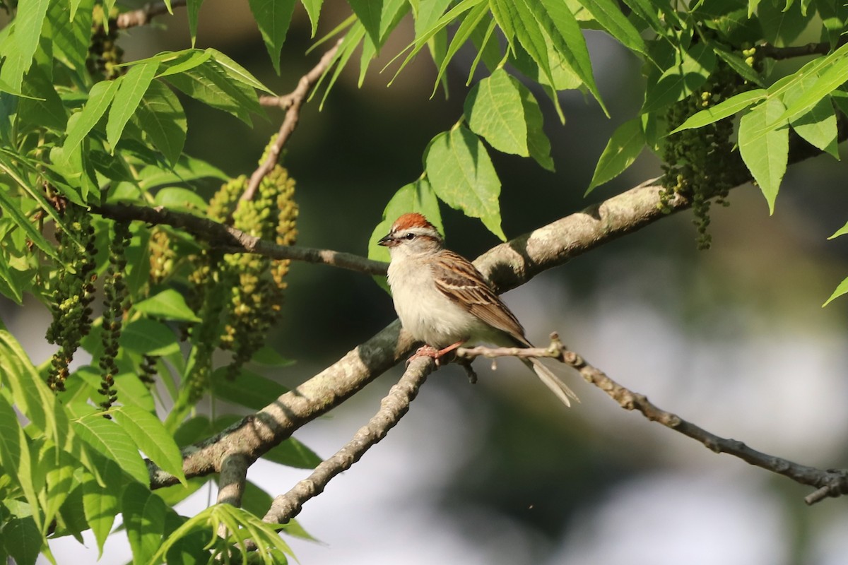 Chipping Sparrow - ML635531839