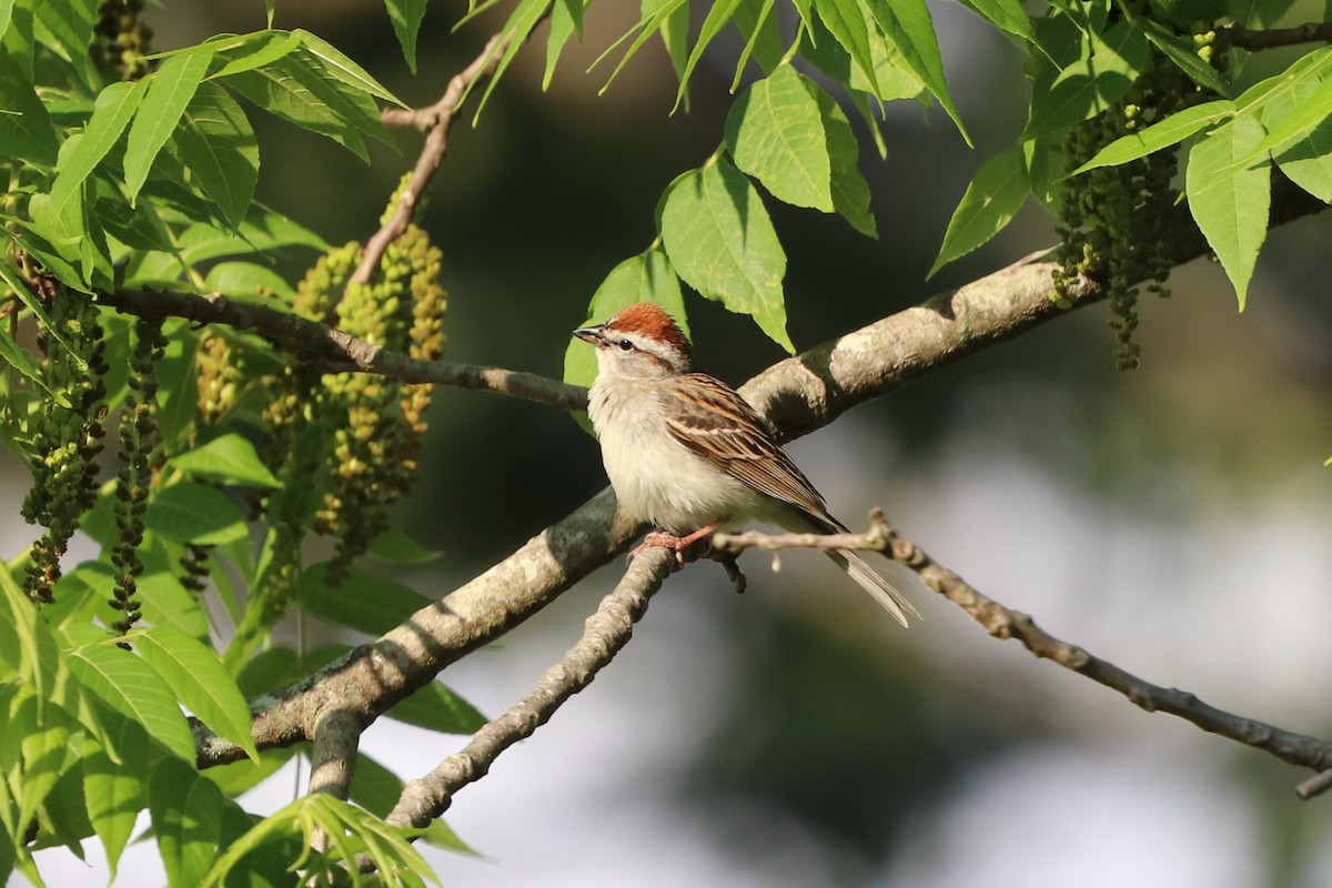Chipping Sparrow - ML635531840
