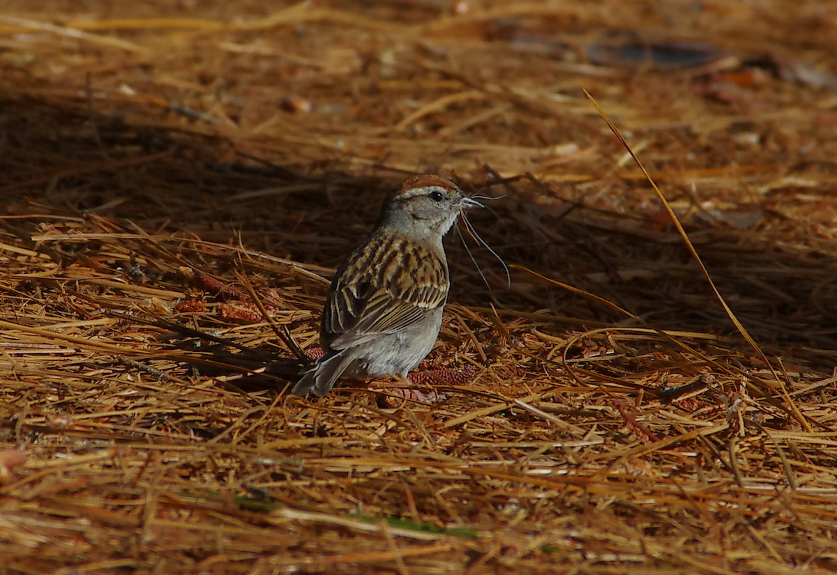 Chipping Sparrow - ML635531924