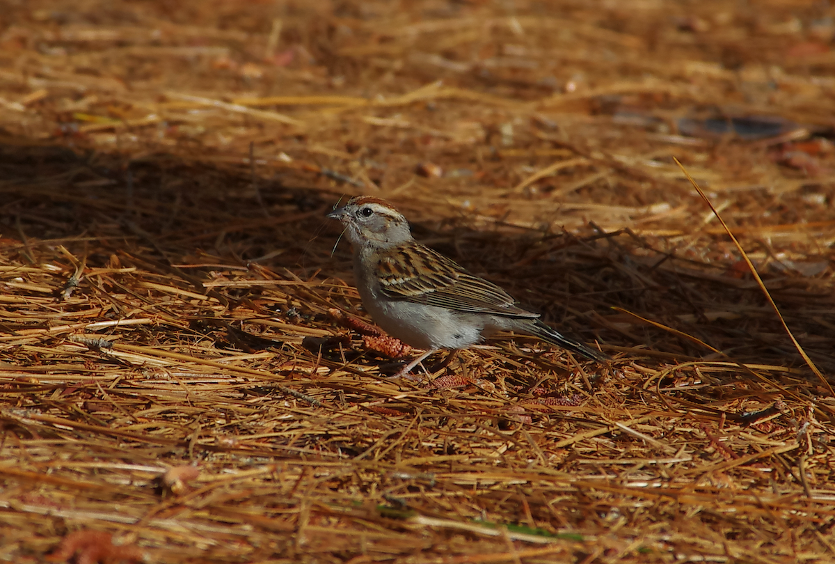 Chipping Sparrow - ML635531925