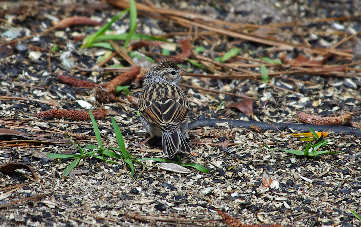Chipping Sparrow - ML635531926