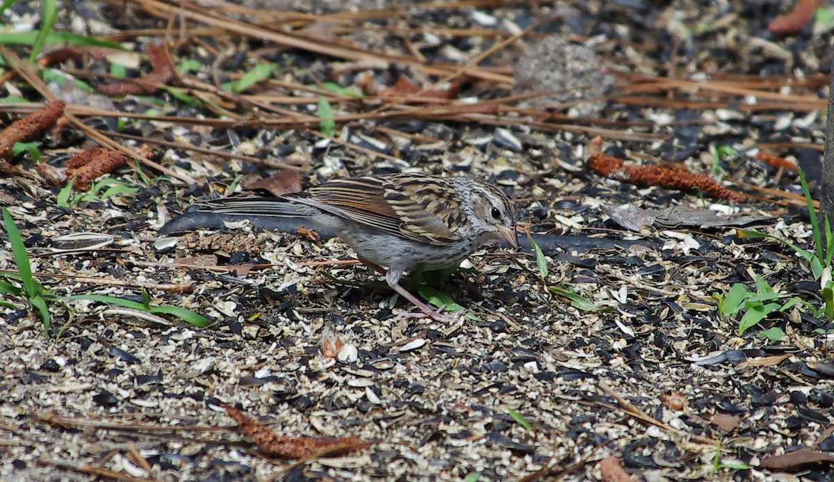 Chipping Sparrow - ML635531927