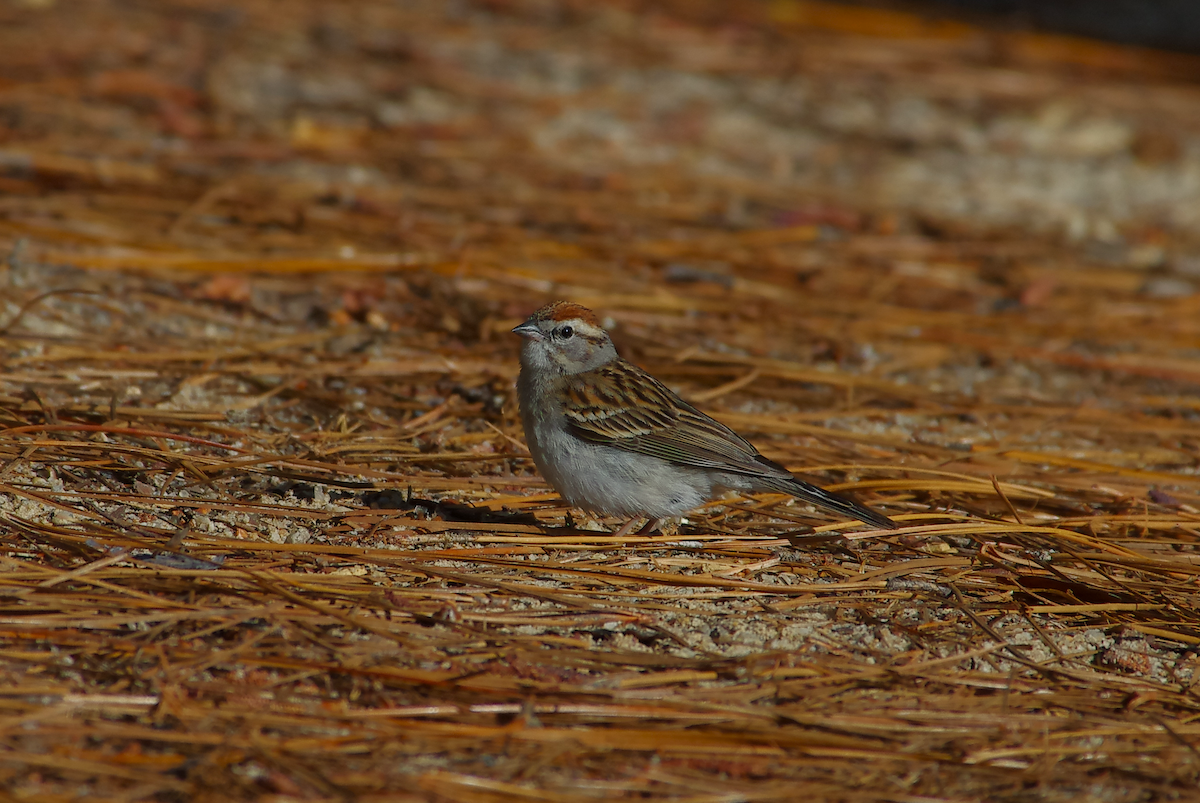 Chipping Sparrow - ML635531929