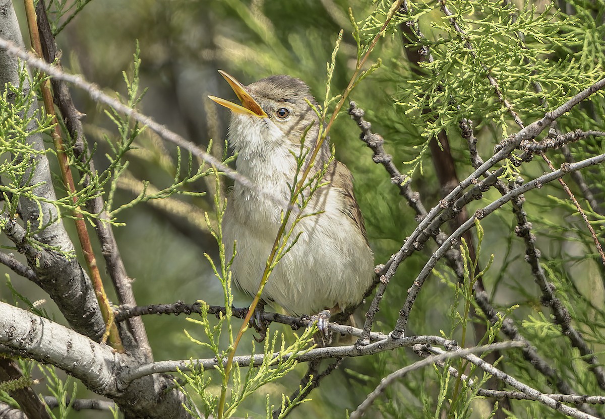 Western Olivaceous Warbler - ML635531931