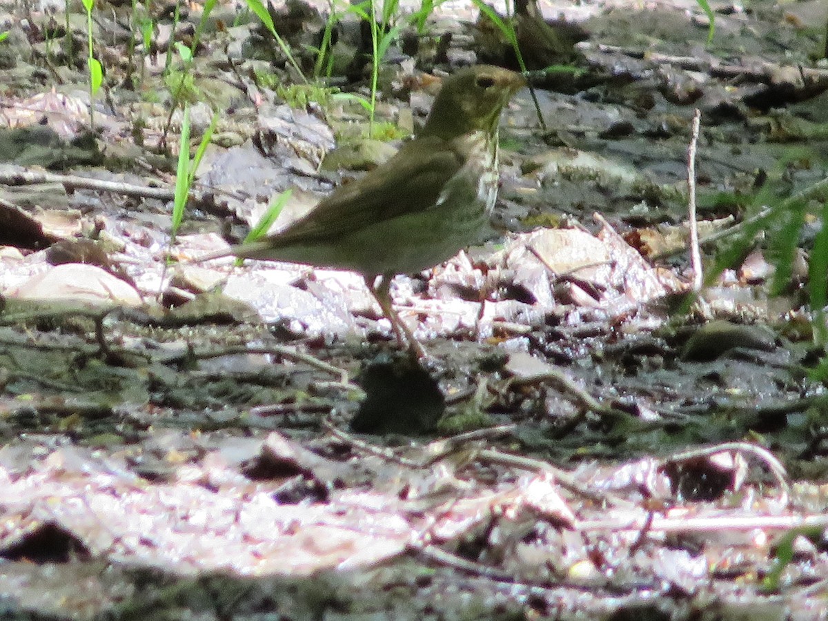 Swainson's Thrush - ML635532007
