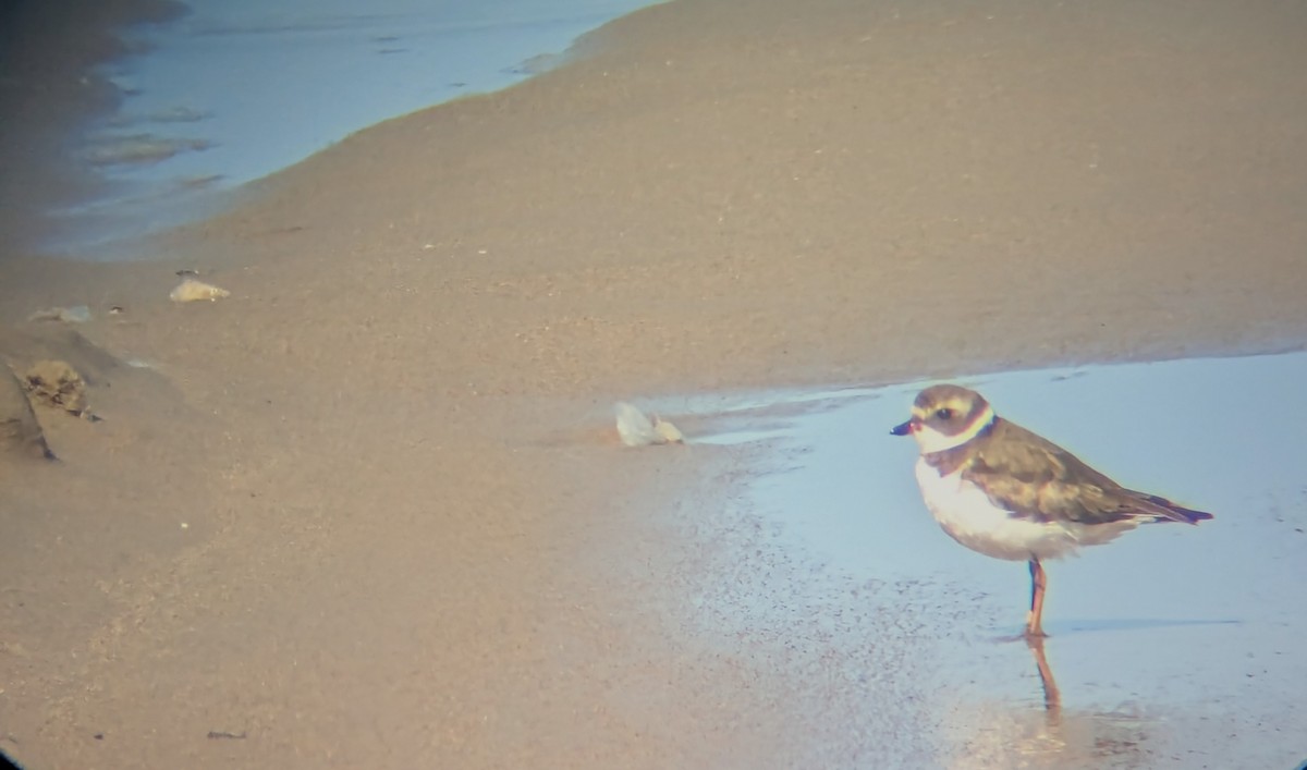 Semipalmated Plover - ML635532090