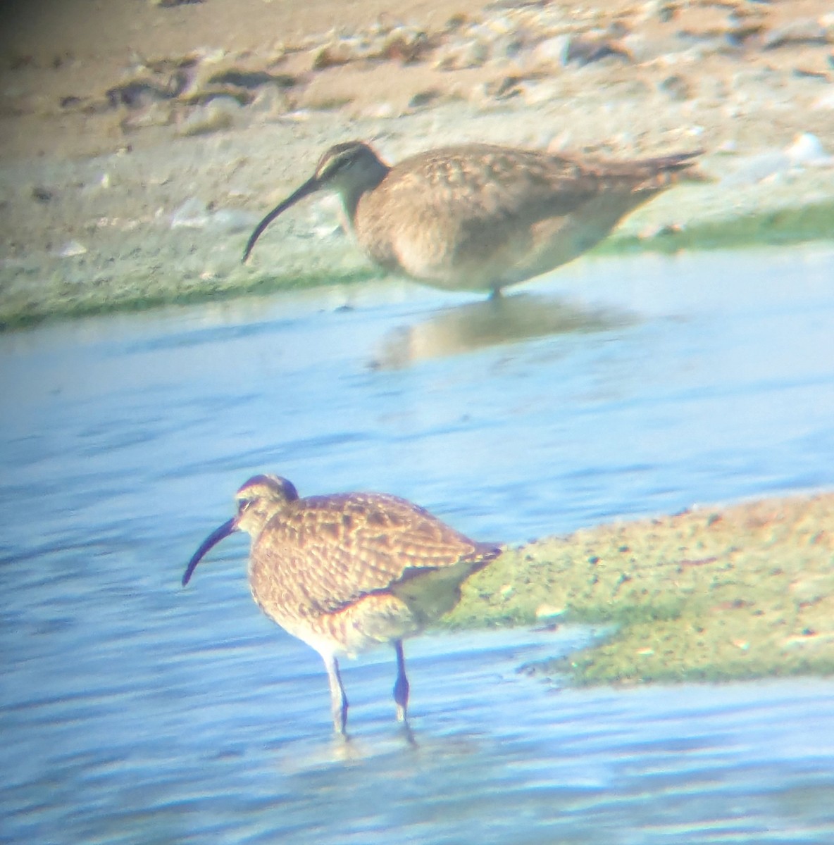 Long-billed Curlew - ML635532114