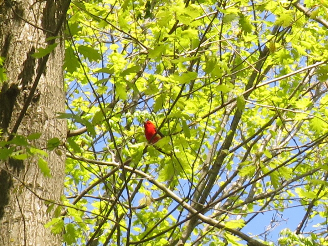 Scarlet Tanager - ML635532196