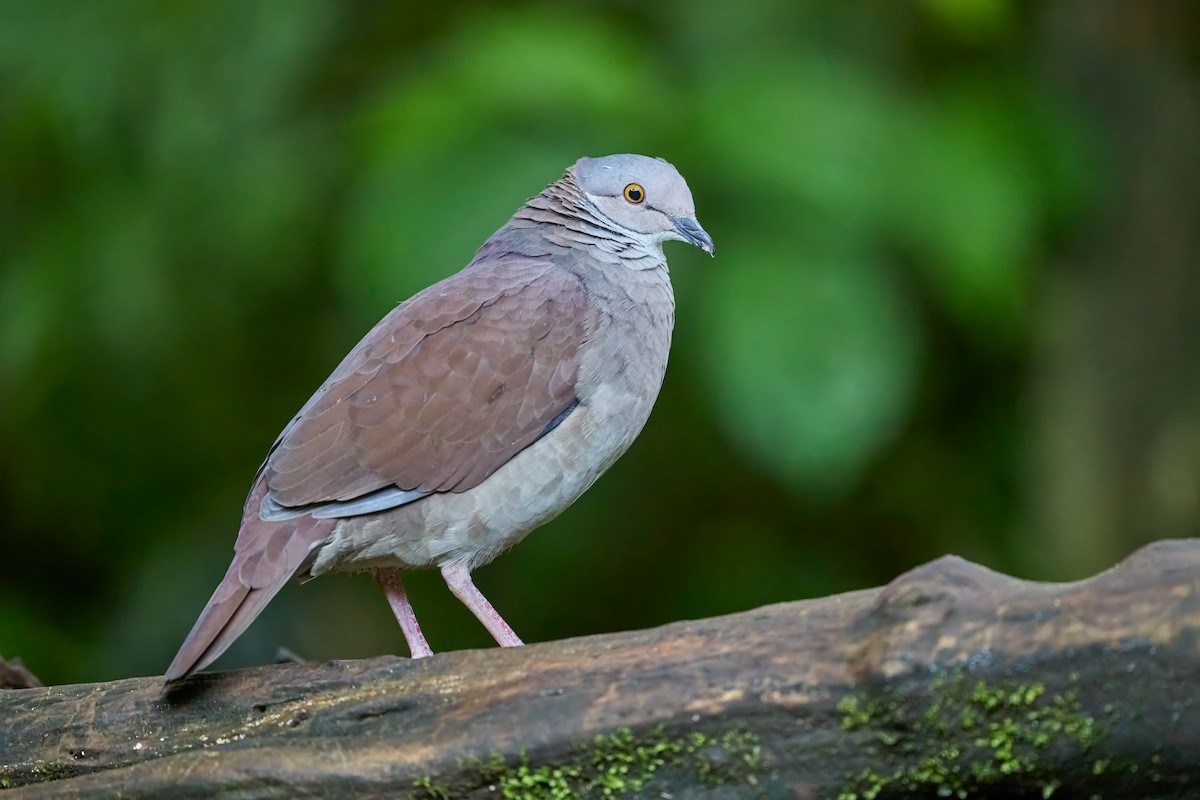 White-throated Quail-Dove - ML635532334