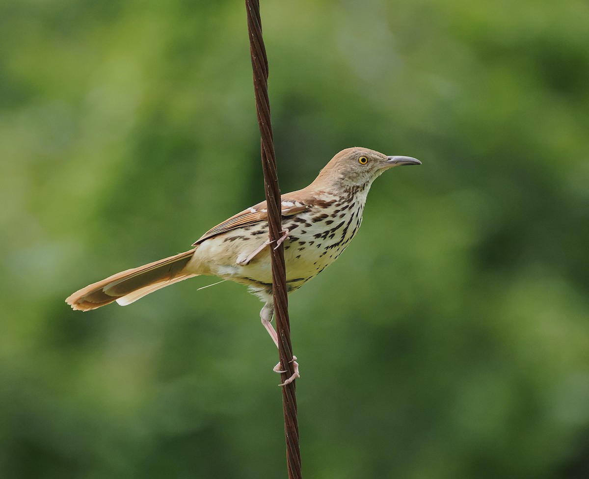 Brown Thrasher - ML635532364