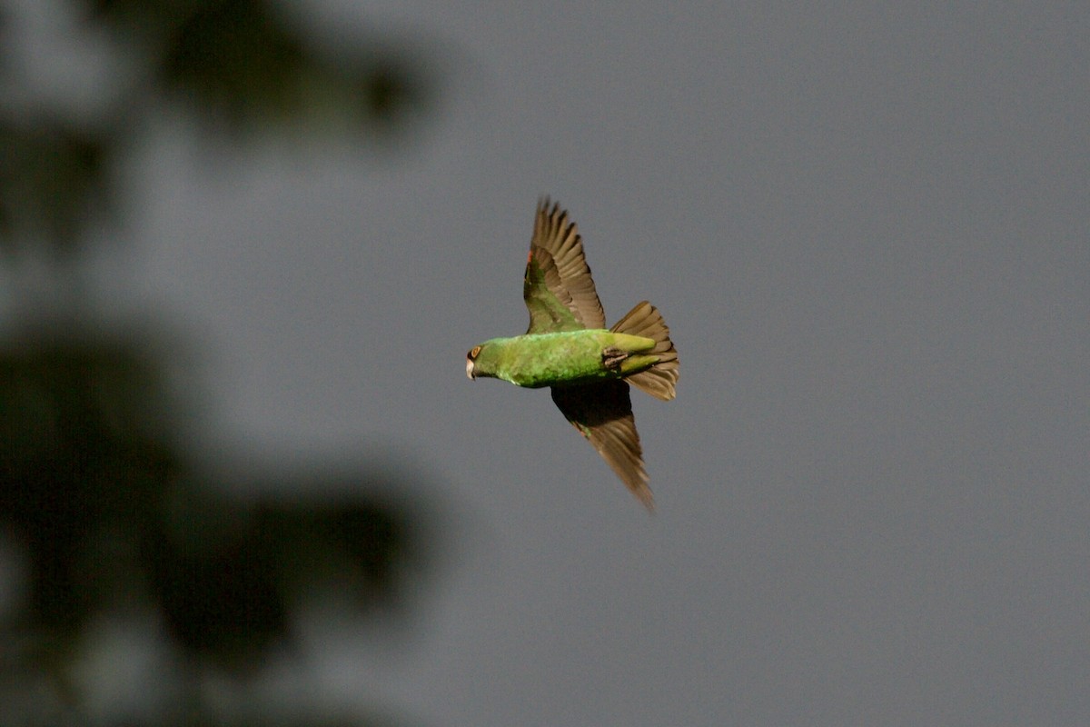 Red-fronted Parrot - ML635532467