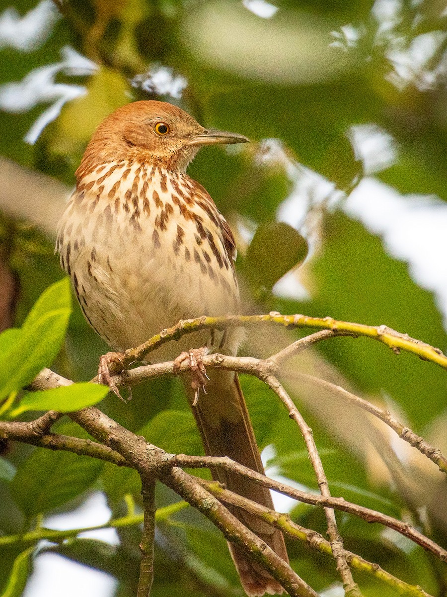 Brown Thrasher - ML635532470