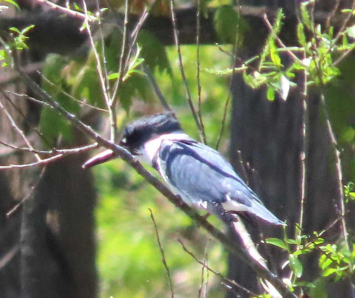 Belted Kingfisher - ML635532513