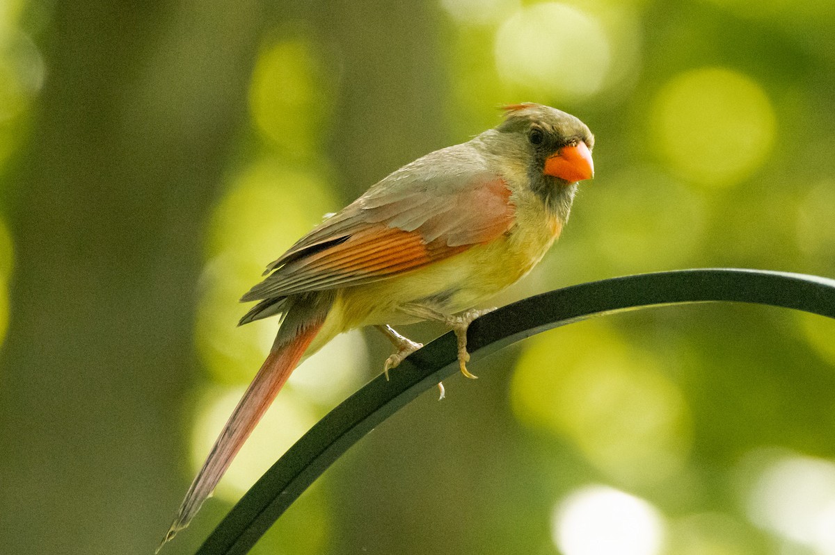 Cardenal Norteño - ML635532540